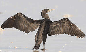 Cormoran de Socotra