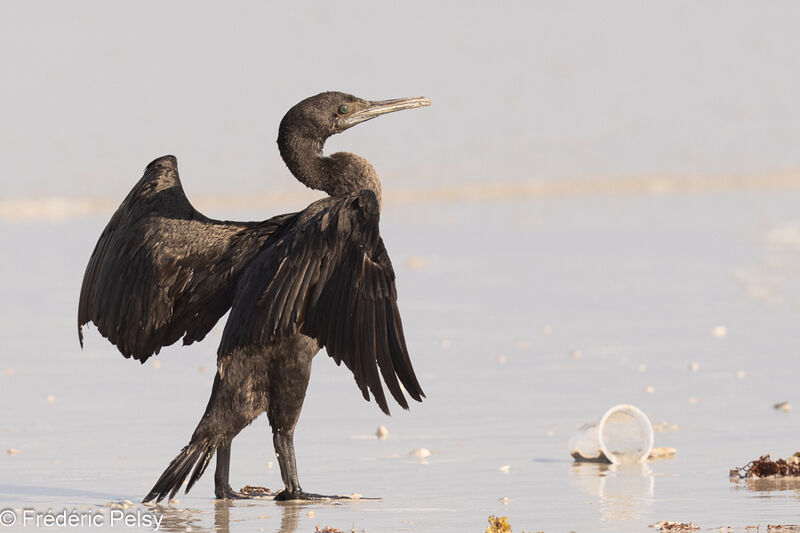 Socotra Cormorant