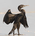 Cormoran de Socotra