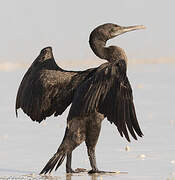 Socotra Cormorant