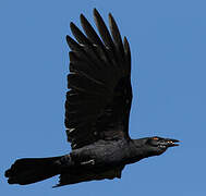 White-necked Crow