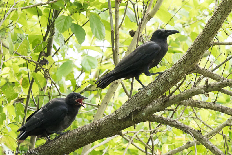 Sulawesi Crow