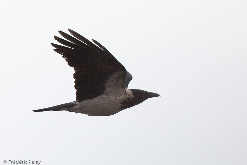 Hooded Crow, Flight