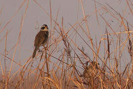 Black-masked Finch