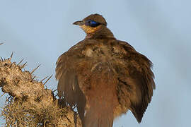 Olive-capped Coua