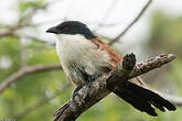 Coucal de Burchell