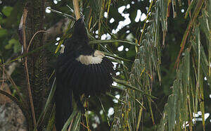 Coucal goliath