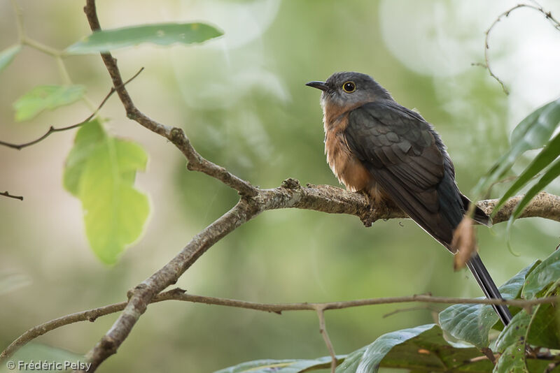 Coucou de Brüggemanadulte, identification