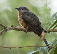 Sulawesi Brush Cuckoo