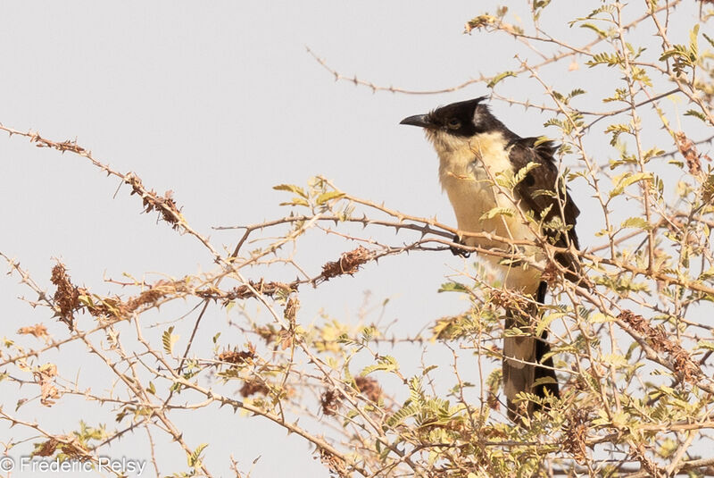 Jacobin Cuckoo