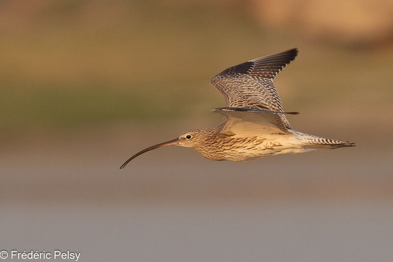 Eurasian Curlew, Flight