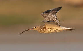 Eurasian Curlew