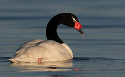 Cygne à cou noir