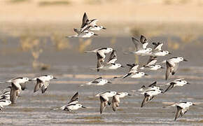 Crab-plover