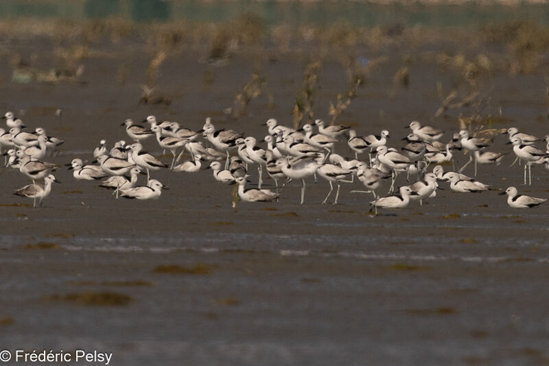 Crab-plover