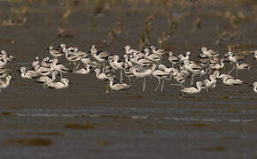 Crab-plover