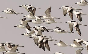 Crab-plover