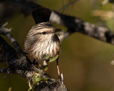 Streaked Scrub Warbler