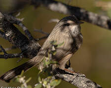 Streaked Scrub Warbler