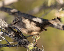 Streaked Scrub Warbler