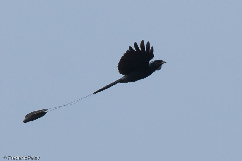 Lesser Racket-tailed Drongo, Flight