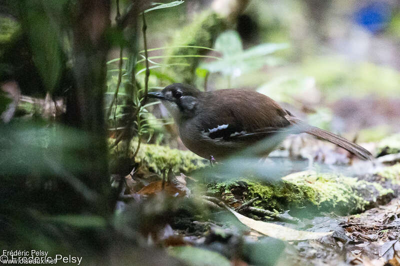 Papuan Scrub Robin