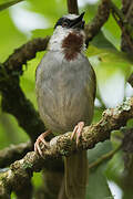 Grey-capped Warbler