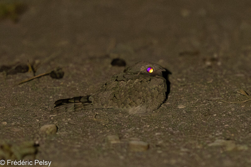 Egyptian Nightjar