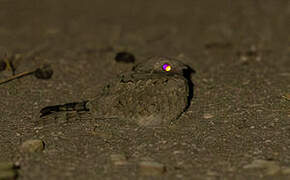 Egyptian Nightjar