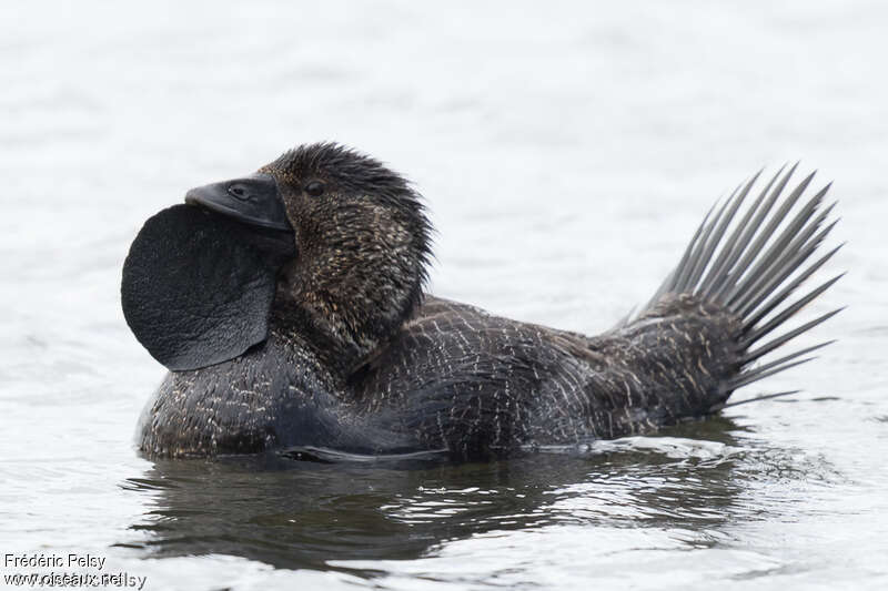 Musk Duck male adult, courting display