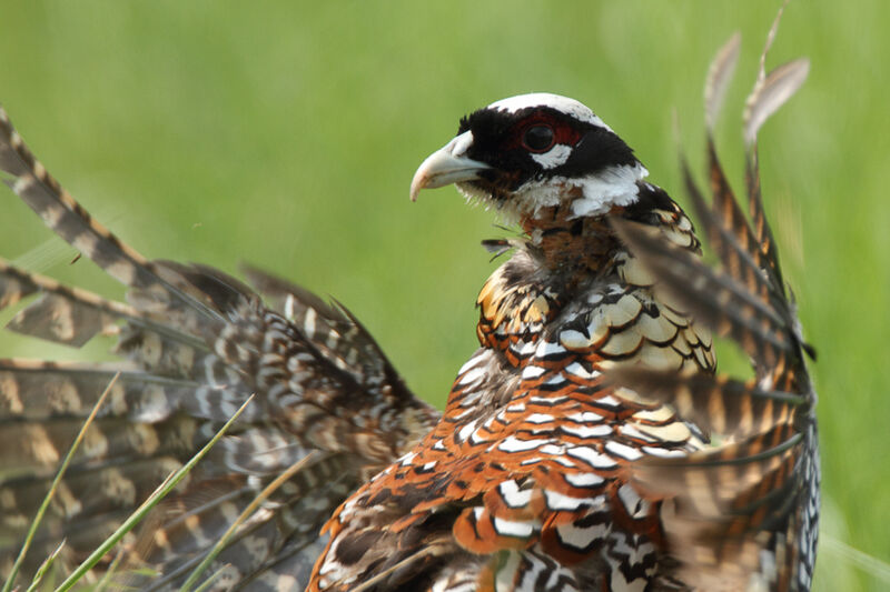 Reeves's Pheasant male, courting display