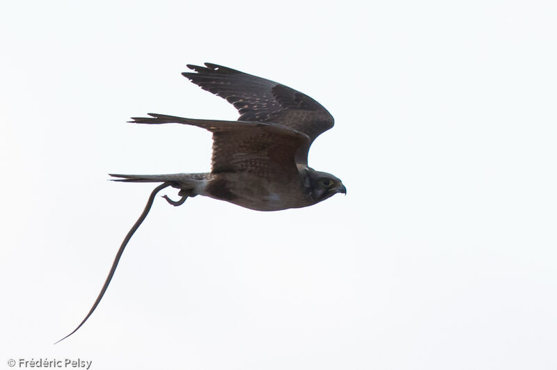 Brown Falcon, Flight