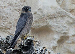 Sooty Falcon