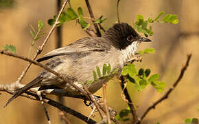 Arabian Warbler