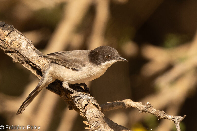 Arabian Warbler