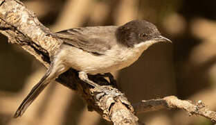 Arabian Warbler