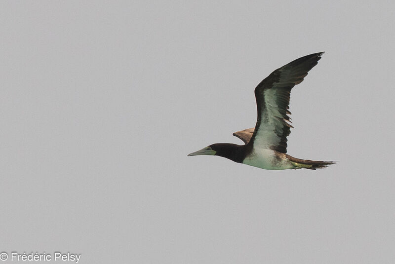 Brown Booby