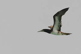 Brown Booby