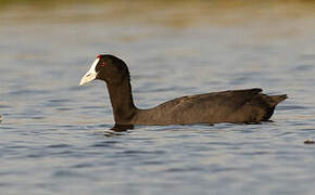 Red-knobbed Coot