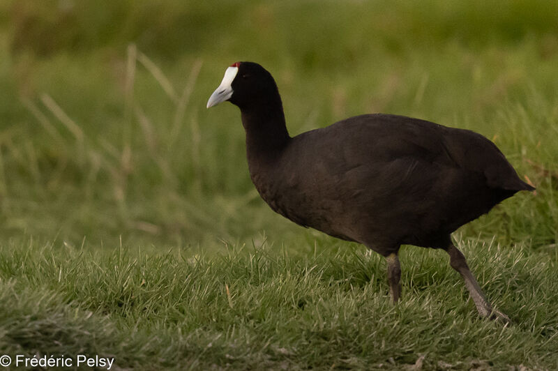 Red-knobbed Coot