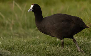 Red-knobbed Coot