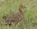 Francolin à ailes grises