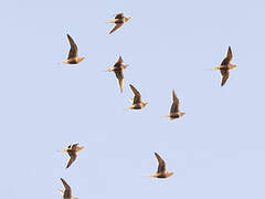 Chestnut-bellied Sandgrouse