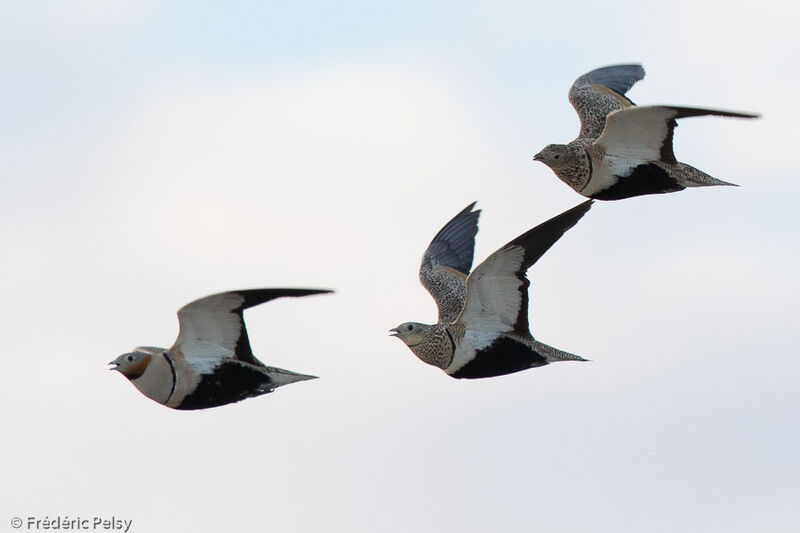 Black-bellied Sandgrouse, Flight
