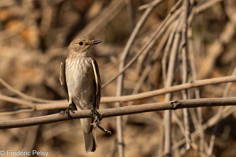 Spotted Flycatcher