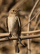 Spotted Flycatcher