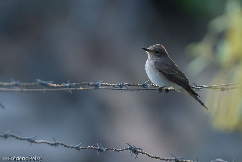 Mediterranean Flycatcher