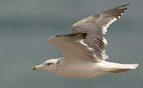 Lesser Black-backed Gull