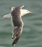 Lesser Black-backed Gull