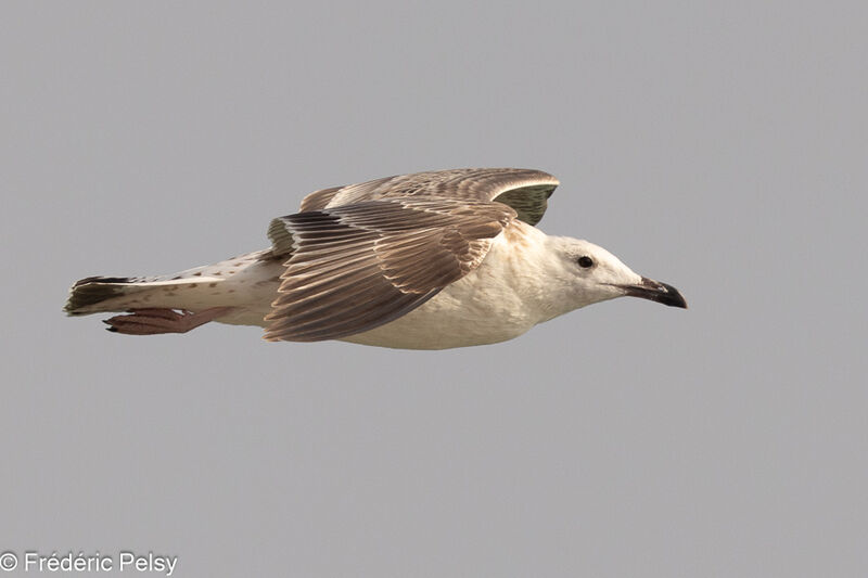 Lesser Black-backed Gulljuvenile